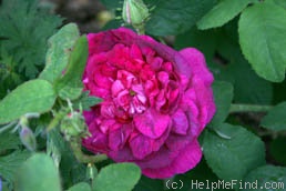 'Indigo (portland, Laffay, 1843)' rose photo
