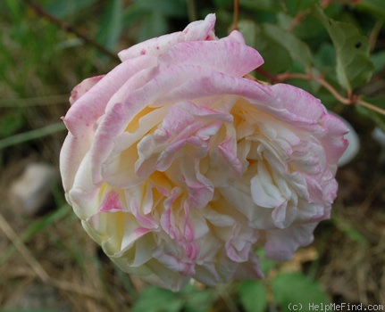 'Mrs. Dudley Cross (Tea, Paul, 1907)' rose photo