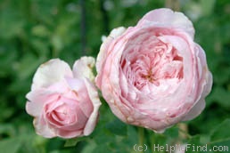 'Spirit Of Freedom' rose photo