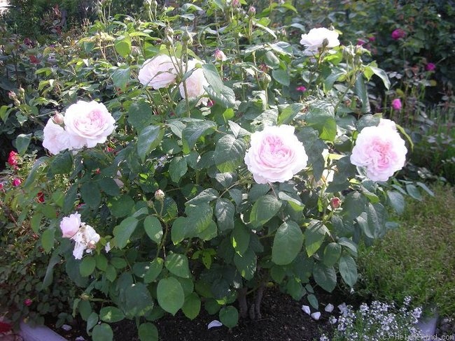 'Winchester Cathedral ®' rose photo