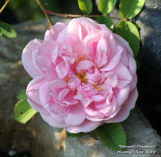 'Stanwell Perpetual (Spinosissima, Lee before 1821)' rose photo