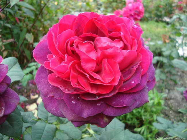 'Astrid Gräfin von Hardenberg' rose photo