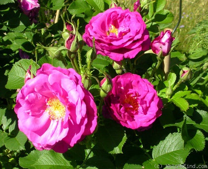 'Wild Edric' rose photo