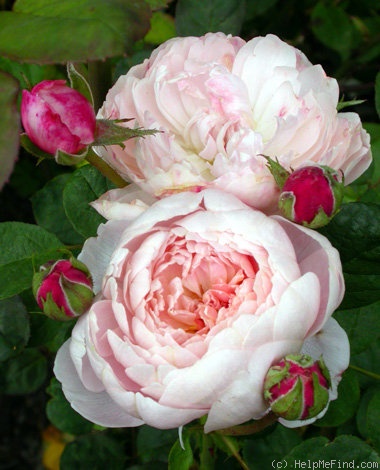 'Queen of Sweden' rose photo