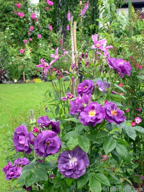 'Rhapsody in Blue ™' rose photo