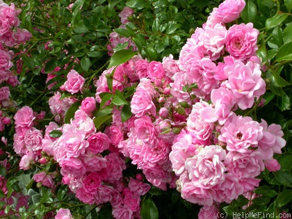 'The Fairy' rose photo