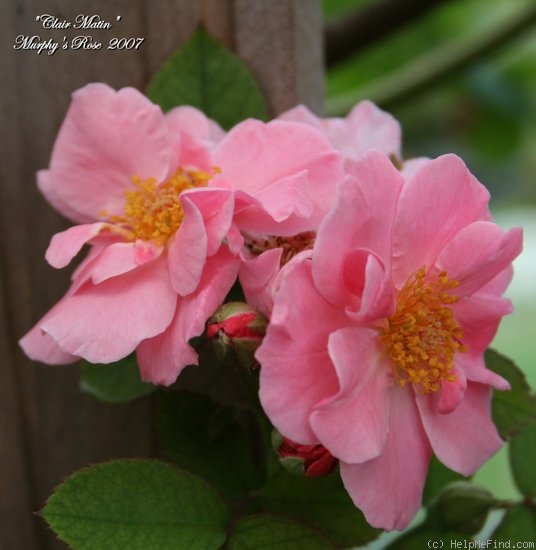 'Clair Matin' rose photo