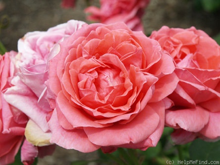'Fee (floribunda, Kordes, 1963)' rose photo