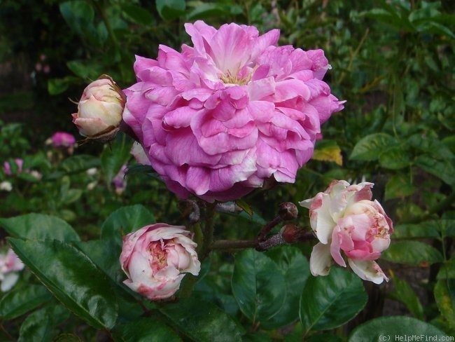 'Aristide Briand' rose photo