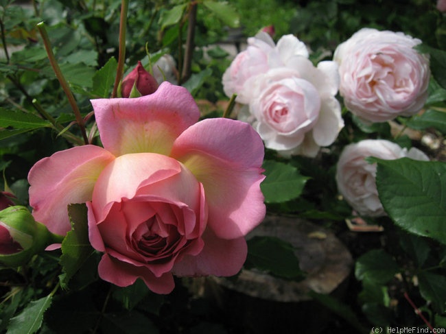'Jubilee Celebration (shrub, Austin 2002)' rose photo