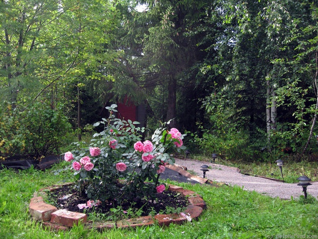 'Leonardo da Vinci ® (Floribunda, Meilland, 1993)' rose photo