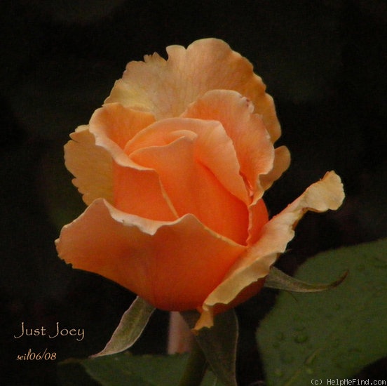 'Just Joey (Hybrid Tea, Cants, 1972)' rose photo