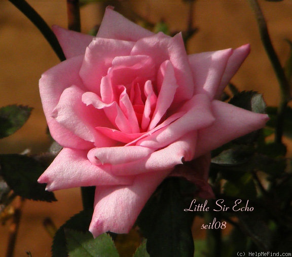 'Little Sir Echo' rose photo