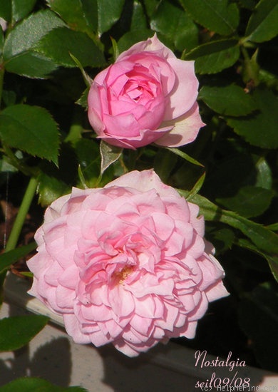 'Nostalgia ™ (miniature, Saville, 1989)' rose photo
