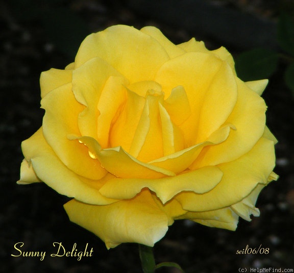 'Sunny Delight' rose photo