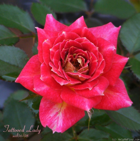'Tattooed Lady' rose photo