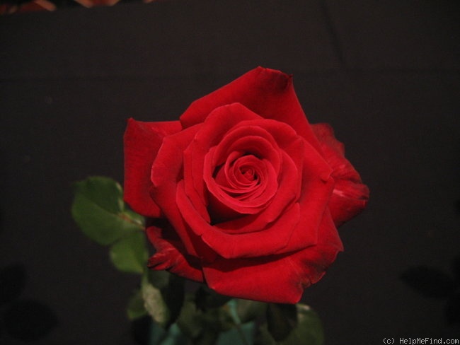 'Robin Alonso ™' rose photo