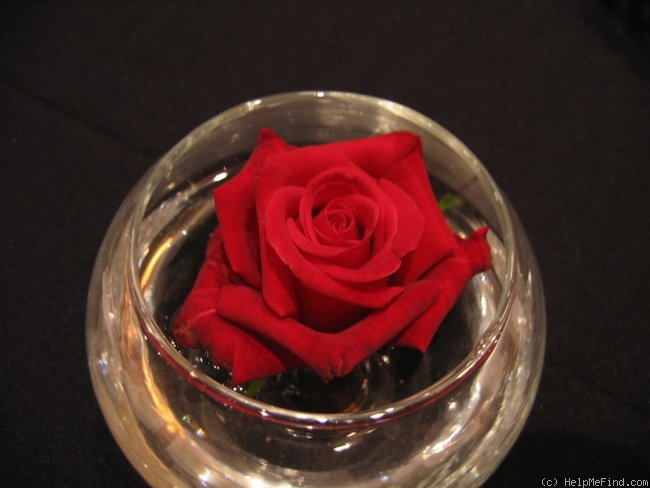 'Robin Alonso ™' rose photo