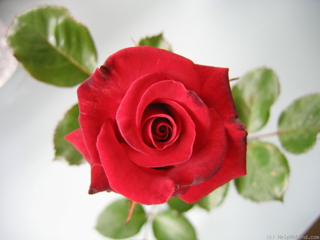 'Robin Alonso ™' rose photo