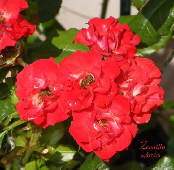 'Zenaitta' rose photo