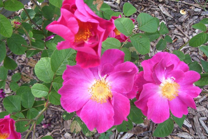 '<i>Rosa gallica violacea</i>' rose photo