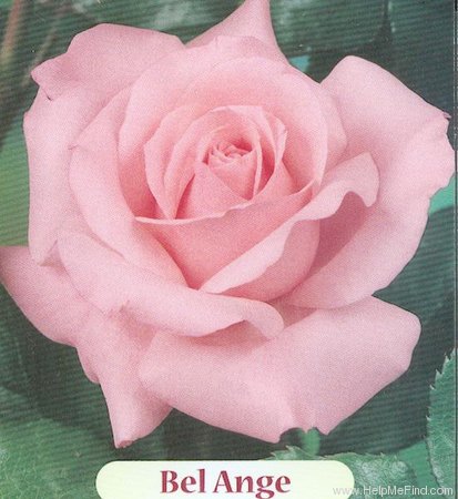 'Bel Ange' rose photo