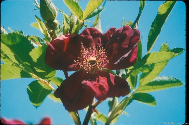 'Basye's Purple Rose' rose photo