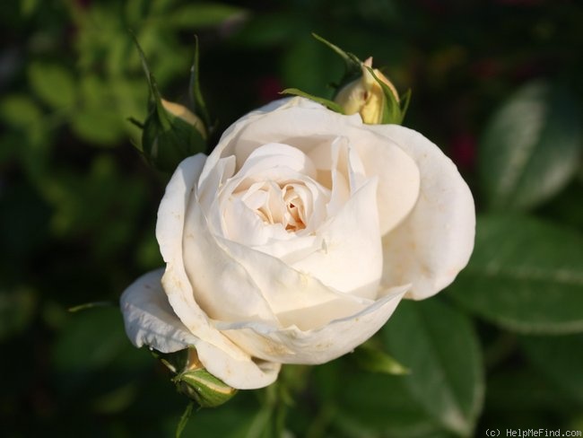 'Lions-Rose ®' rose photo