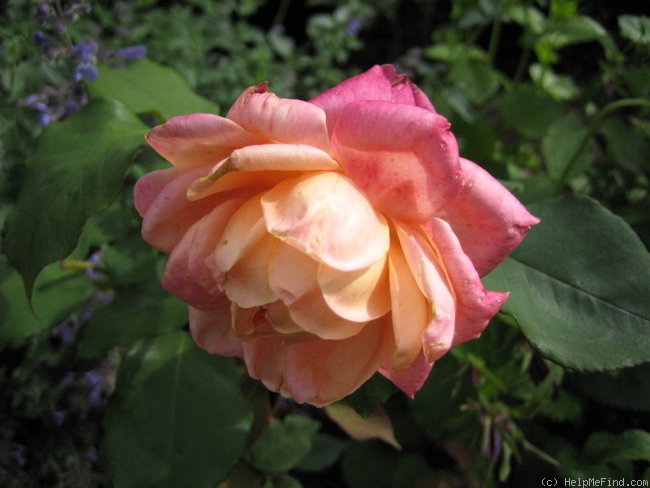 'Souvenir d'un Ami (tea, Bélot-Défougère, 1844)' rose photo