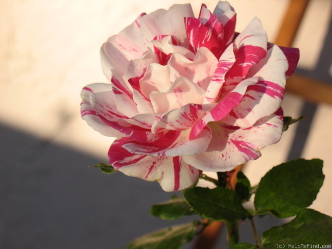 'Julio Iglesias (floribunda, Meilland, 2006)' rose photo