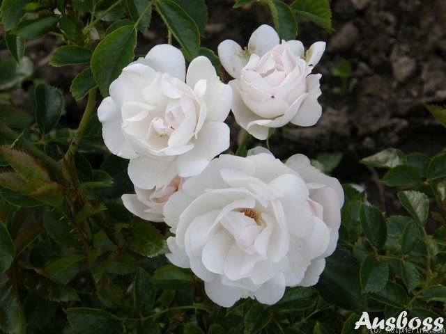 'Dominique Loiseau ™' rose photo