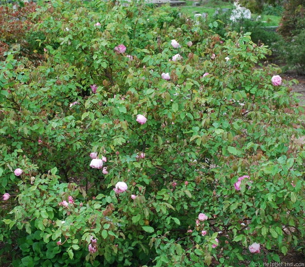 'Duchesse de Brabant' rose photo