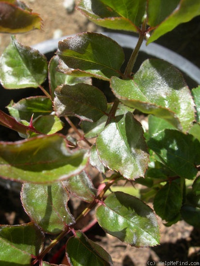 'Brown Velvet' rose photo