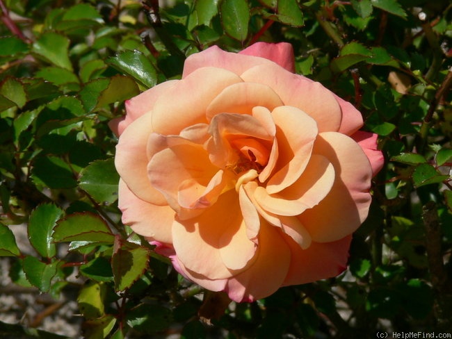 'Cubana ™ (shrub, Kordes 2001)' rose photo