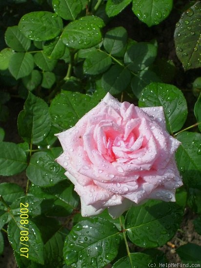 'Frederic Mistral ®' rose photo