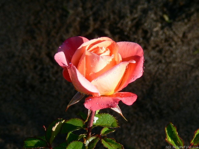 'Cubana ™ (shrub, Kordes 2001)' rose photo