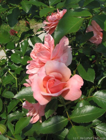 'Aprikola ®' rose photo
