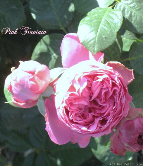 'Pink Traviata' rose photo