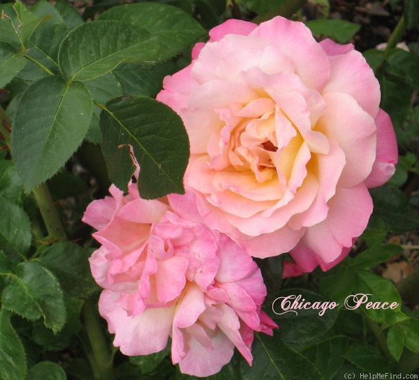 'Chicago Peace' rose photo