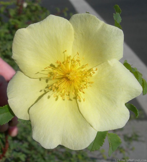 '<i>Rosa xanthina</i> f. <i>normalis</i> Rehder & E.H. Wilson' rose photo