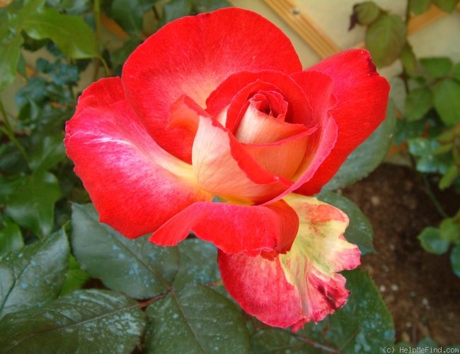 'Bolchoï ® (hybrid tea, Meilland, 1996)' rose photo