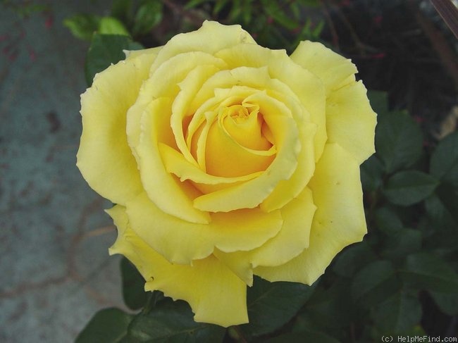 'Sunny Delight' rose photo