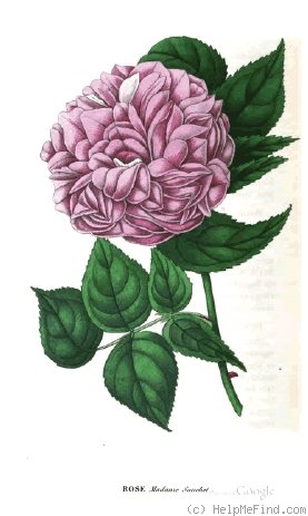 'Madame Souchet' rose photo