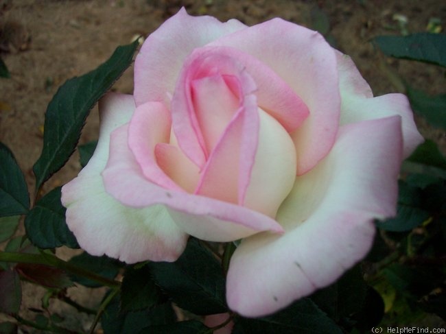 'Moonstone ™ (Hybrid Tea, Carruth 1998)' rose photo