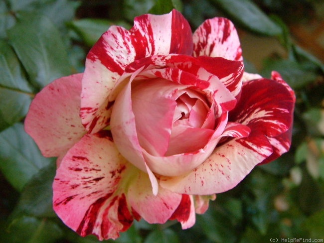 'Julio Iglesias ® (floribunda, Meilland, 2004)' rose photo