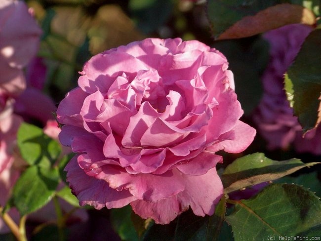 'Angel Face (floribunda, Swim & Weeks 1968)' rose photo