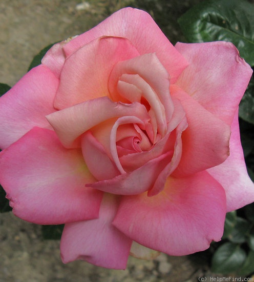 'Chicago Peace' rose photo