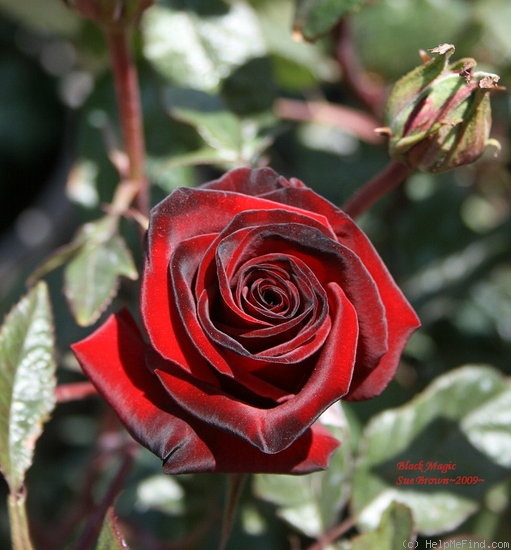 'Black Magic ® (hybrid tea, Evers/Tantau, 1995)' rose photo