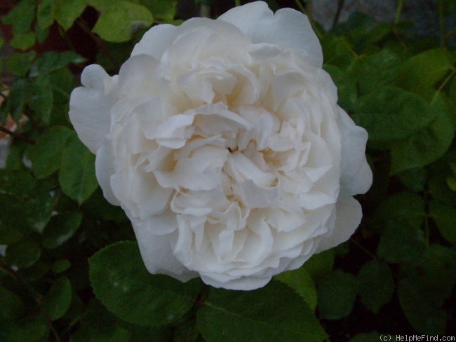 'Winchester Cathedral ®' rose photo