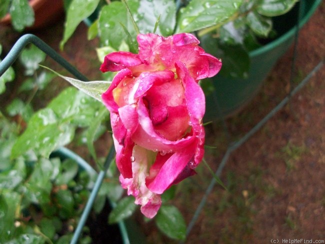 'Kordes' Perfecta' rose photo